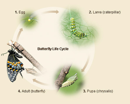 Biology of the Butterfly - The Butterfly